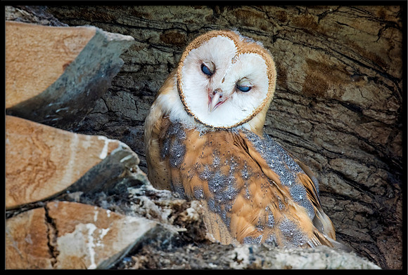 Barn Owl Baby