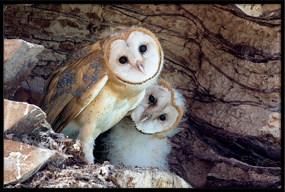 Barn Owl Babies
