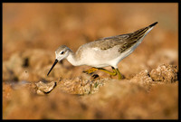 Wilson's Phalarope