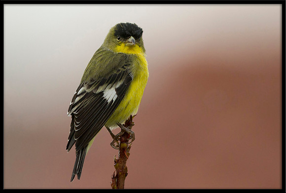 Lesser Goldfinch