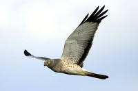 Northern Harrier