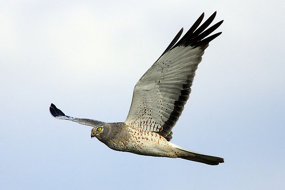 Northern Harrier