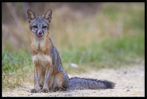 Grey Fox