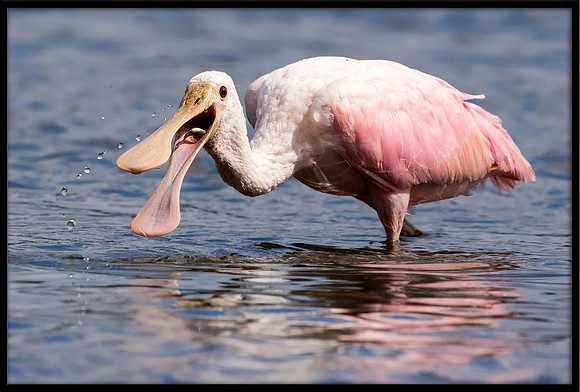 Roseate Spoonbill