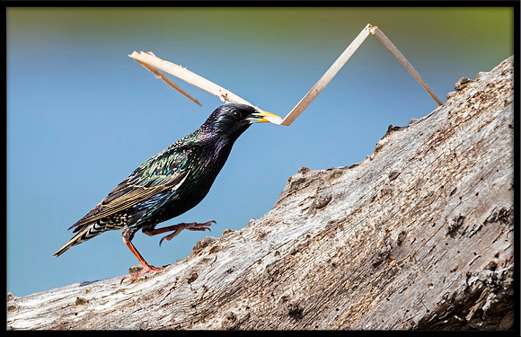 European Starling With Nesting Material