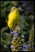 American Goldfinch