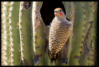Gilded Flicker