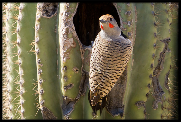 Gilded Flicker
