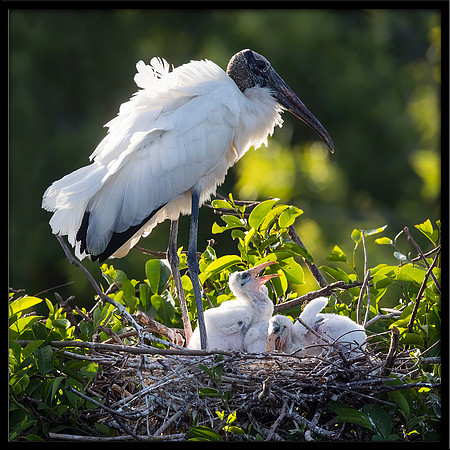 Wood Stork With Nestlings