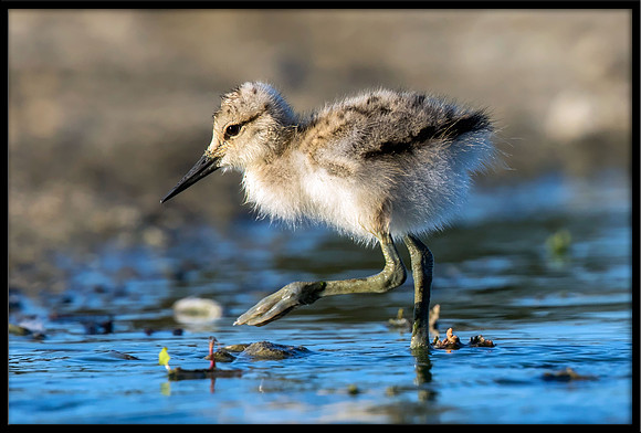 Avocet Chick