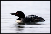 Common Loon