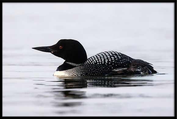 Common Loon