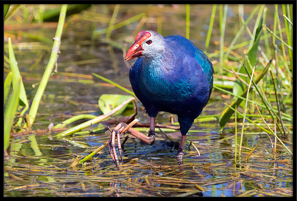 Purple Swamphen