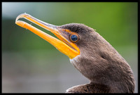 Cormorant