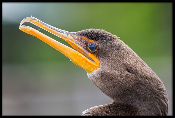 Cormorant