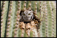 Western Screech Owl