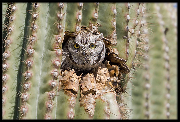 Western Screech Owl