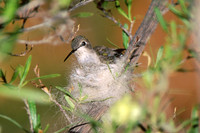 Hummingbird - mother on nest