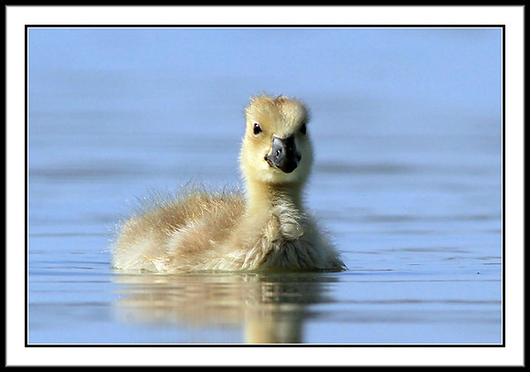 Cute beginnings. A gosling in his first few days in the world.