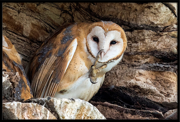 Barn Owl Baby