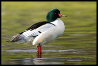 Common Merganser (m)