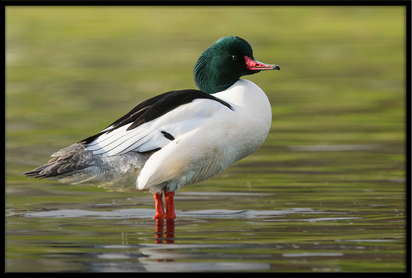 Common Merganser (m)