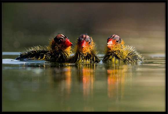 American Coot chicks