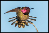 Anna's Hummingbird