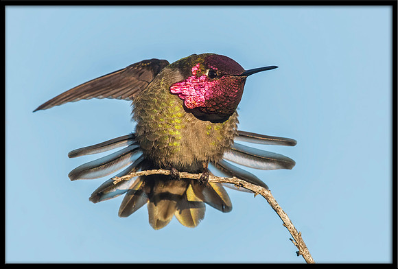Anna's Hummingbird