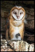 Barn Owl Baby