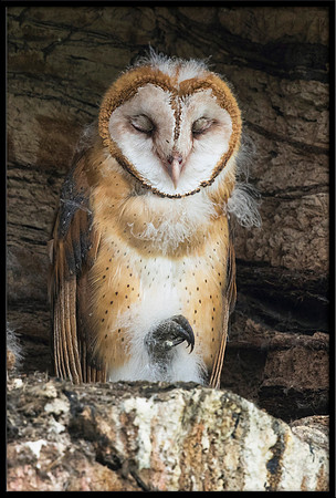 Barn Owl Baby