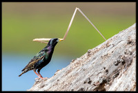European Starling With Nesting Material