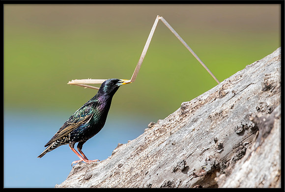European Starling With Nesting Material