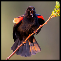 Red-winged Blackbirds