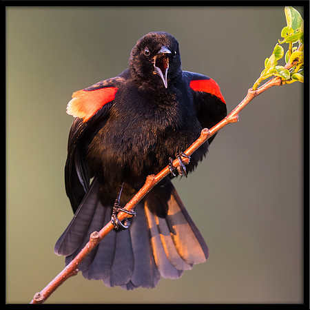 Red-winged Blackbird
