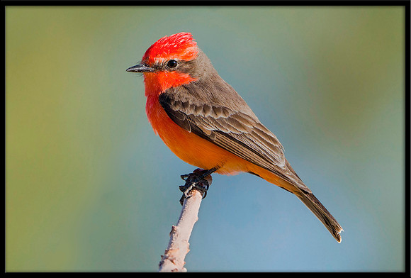 Vermilion Flycatcher