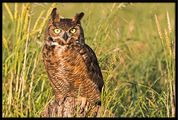 Great Horned Owl