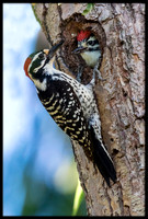 Nuttal's Woodpecker With Chick In Nest