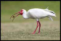 White Ibis