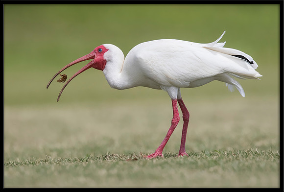 White Ibis Catching A Bee