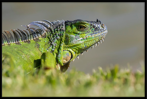 Green Iguana