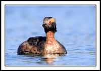 Horned Grebe