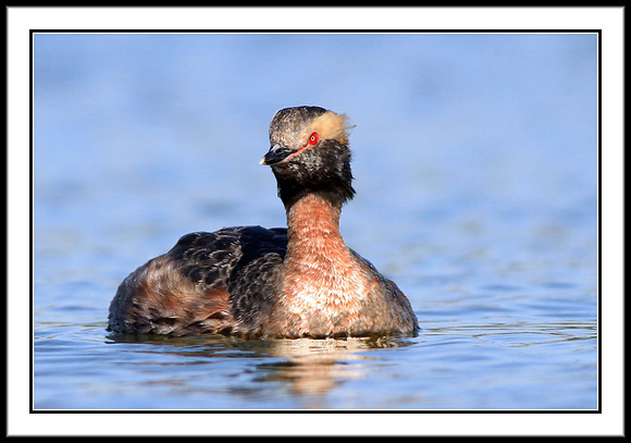 Horned Grebe
