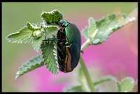 Figeater Beetle