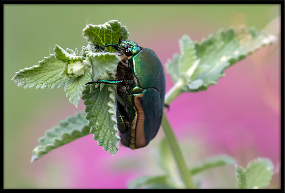 Figeater Beetle