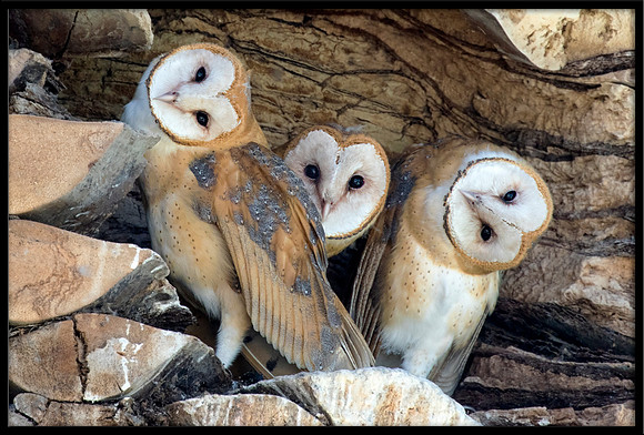 Barn Owl Babies