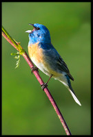 Lazuli Bunting