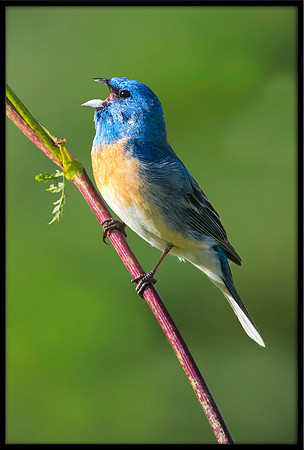 Lazuli Bunting