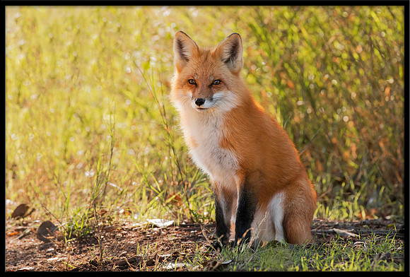 Red Fox