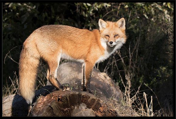 Red Fox